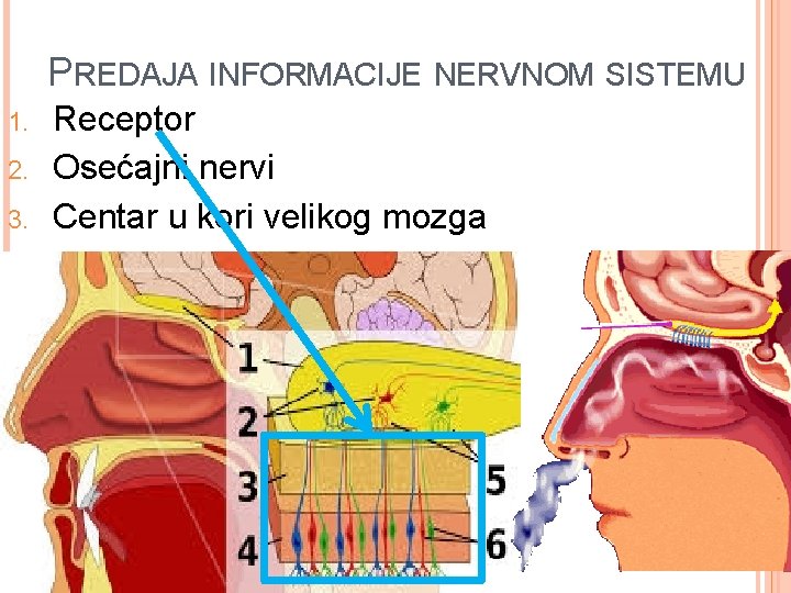 PREDAJA INFORMACIJE NERVNOM SISTEMU 1. 2. 3. Receptor Osećajni nervi Centar u kori velikog