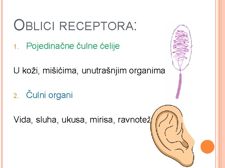 OBLICI RECEPTORA: 1. Pojedinačne čulne ćelije U koži, mišićima, unutrašnjim organima 2. Čulni organi