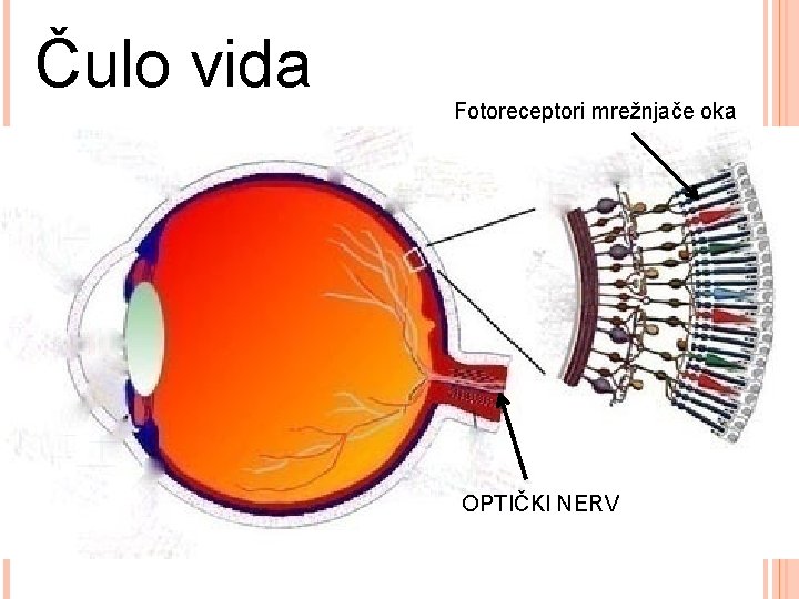 Čulo vida Fotoreceptori mrežnjače oka OPTIČKI NERV 