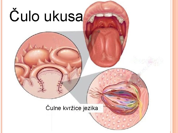 Čulo ukusa Čulne kvržice jezika 