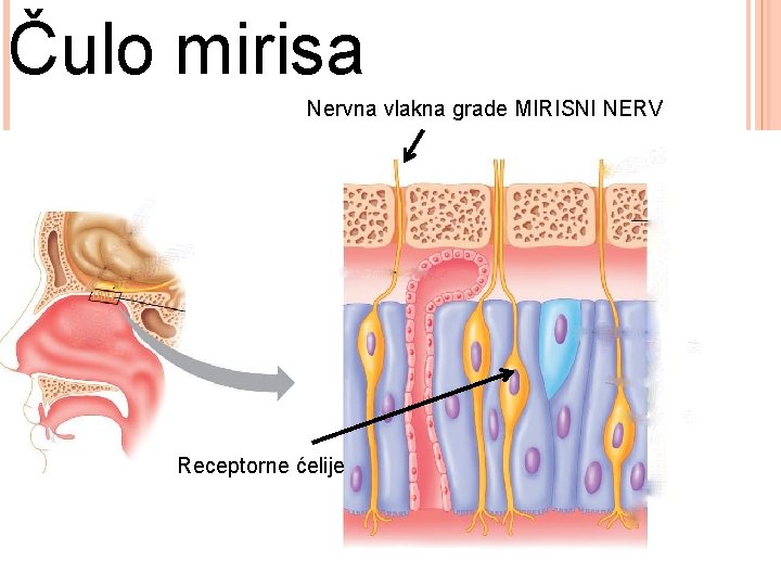 Čulo mirisa Nervna vlakna grade MIRISNI NERV Receptorne ćelije 