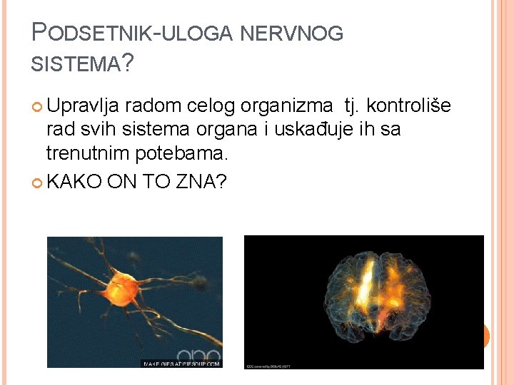 PODSETNIK-ULOGA NERVNOG SISTEMA? Upravlja radom celog organizma tj. kontroliše rad svih sistema organa i