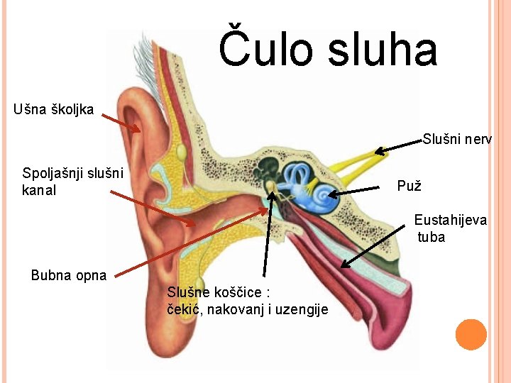 Čulo sluha Ušna školjka Slušni nerv Spoljašnji slušni kanal Puž Eustahijeva tuba Bubna opna