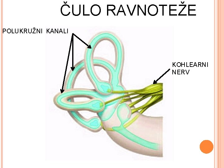 ČULO RAVNOTEŽE POLUKRUŽNI KANALI KOHLEARNI NERV 