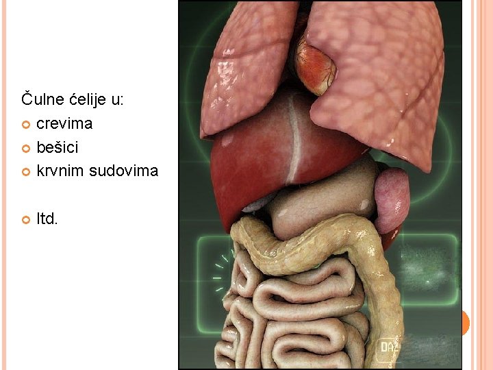 Čulne ćelije u: crevima bešici krvnim sudovima Itd. 