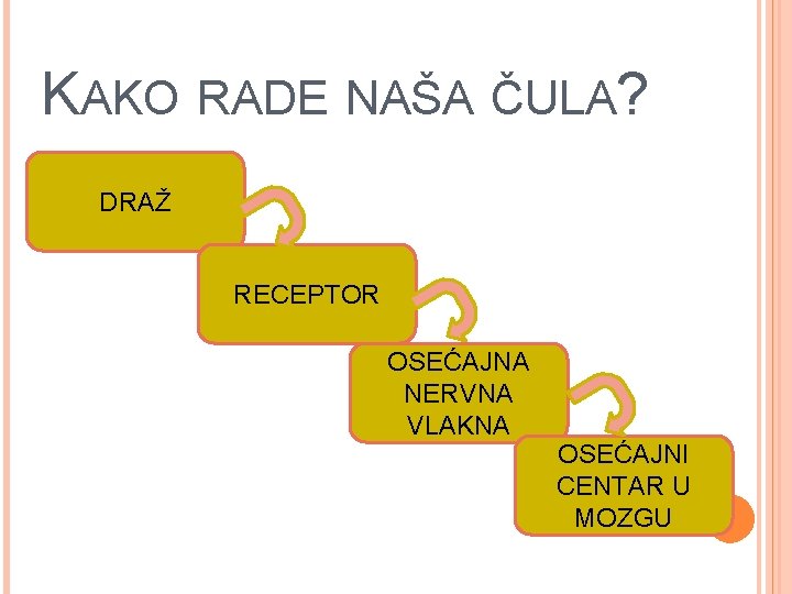 KAKO RADE NAŠA ČULA? DRAŽ RECEPTOR OSEĆAJNA NERVNA VLAKNA OSEĆAJNI CENTAR U MOZGU 