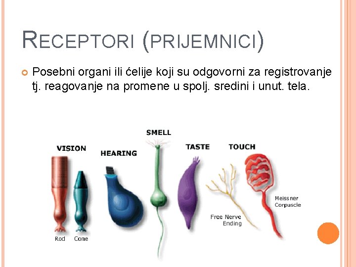 RECEPTORI (PRIJEMNICI) Posebni organi ili ćelije koji su odgovorni za registrovanje tj. reagovanje na