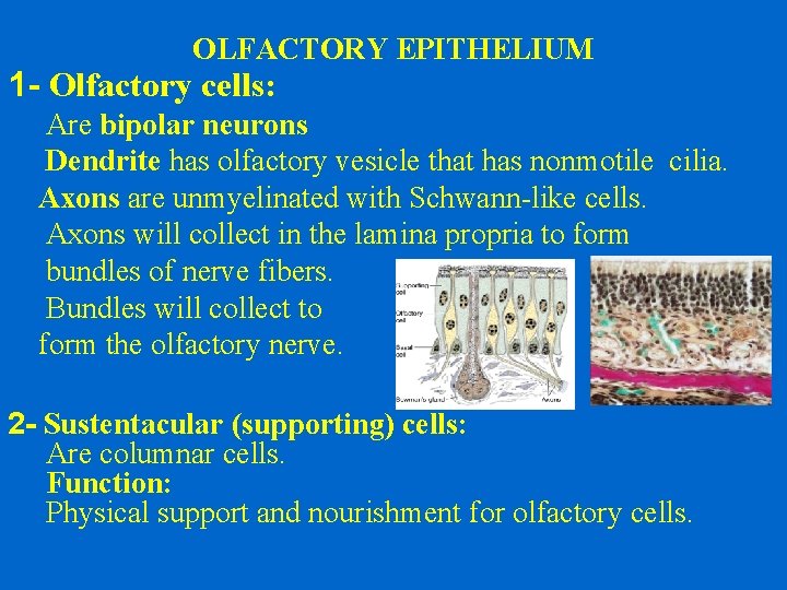 OLFACTORY EPITHELIUM 1 - Olfactory cells: Are bipolar neurons Dendrite has olfactory vesicle that