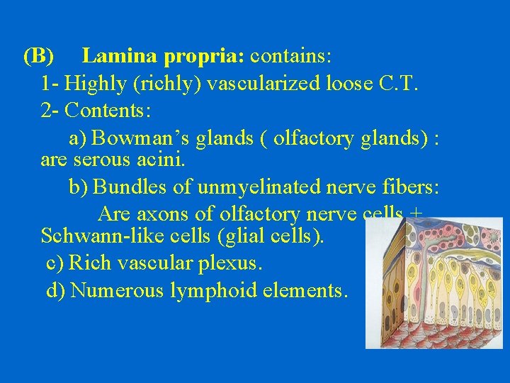 (B) Lamina propria: contains: 1 - Highly (richly) vascularized loose C. T. 2 -