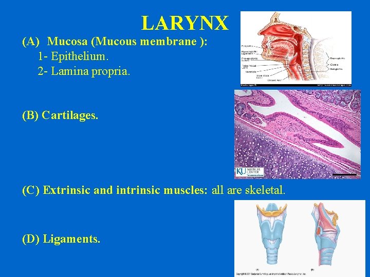 LARYNX (A) Mucosa (Mucous membrane ): 1 - Epithelium. 2 - Lamina propria. (B)