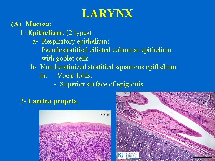 LARYNX (A) Mucosa: 1 - Epithelium: (2 types) a- Respiratory epithelium: Pseudostratified ciliated columnar