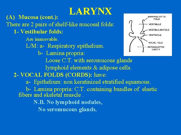 LARYNX (A) Mucosa (cont. ): There are 2 pairs of shelf-like mucosal folds: 1