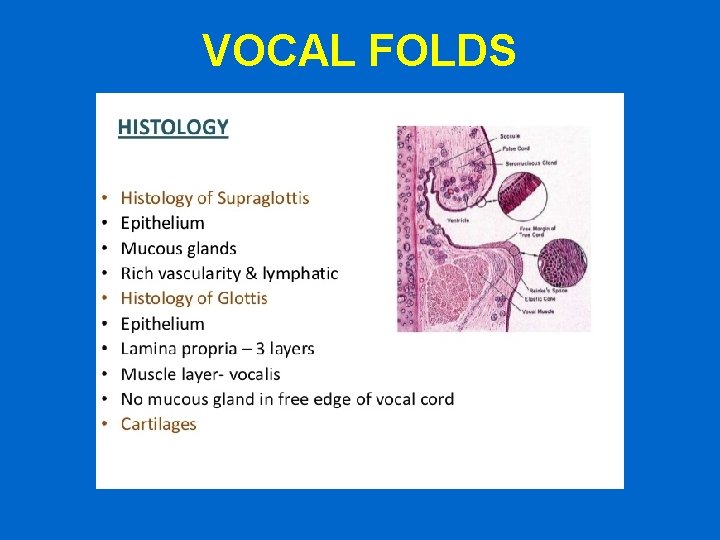 VOCAL FOLDS 