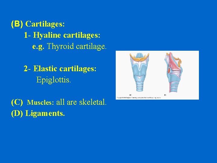 (B) Cartilages: 1 - Hyaline cartilages: e. g. Thyroid cartilage. 2 - Elastic cartilages: