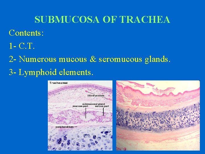 SUBMUCOSA OF TRACHEA Contents: 1 - C. T. 2 - Numerous mucous & seromucous