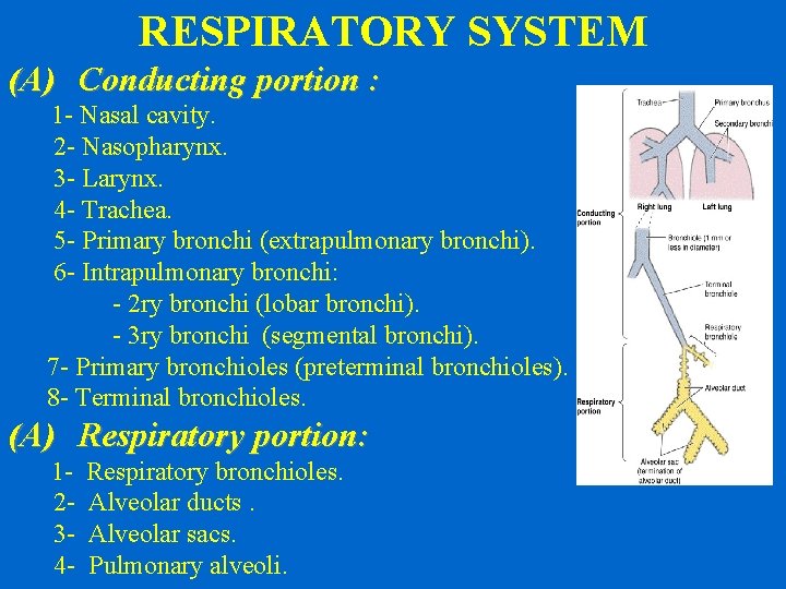 RESPIRATORY SYSTEM (A) Conducting portion : 1 - Nasal cavity. 2 - Nasopharynx. 3