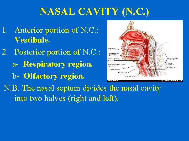 NASAL CAVITY (N. C. ) 1. Anterior portion of N. C. : Vestibule. 2.