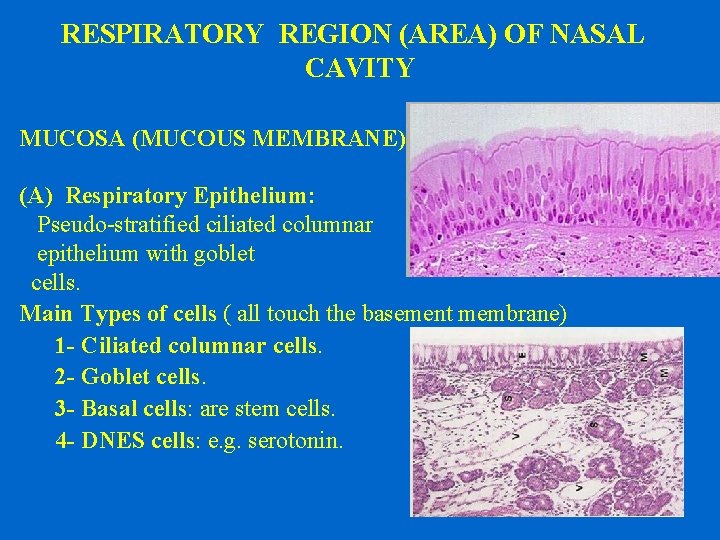 RESPIRATORY REGION (AREA) OF NASAL CAVITY MUCOSA (MUCOUS MEMBRANE): (A) Respiratory Epithelium: Pseudo-stratified ciliated