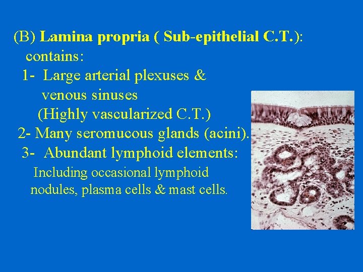 (B) Lamina propria ( Sub-epithelial C. T. ): contains: 1 - Large arterial plexuses