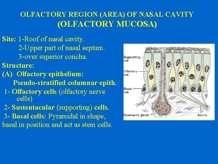 OLFACTORY REGION (AREA) OF NASAL CAVITY (OLFACTORY MUCOSA) Site: 1 -Roof of nasal cavity.