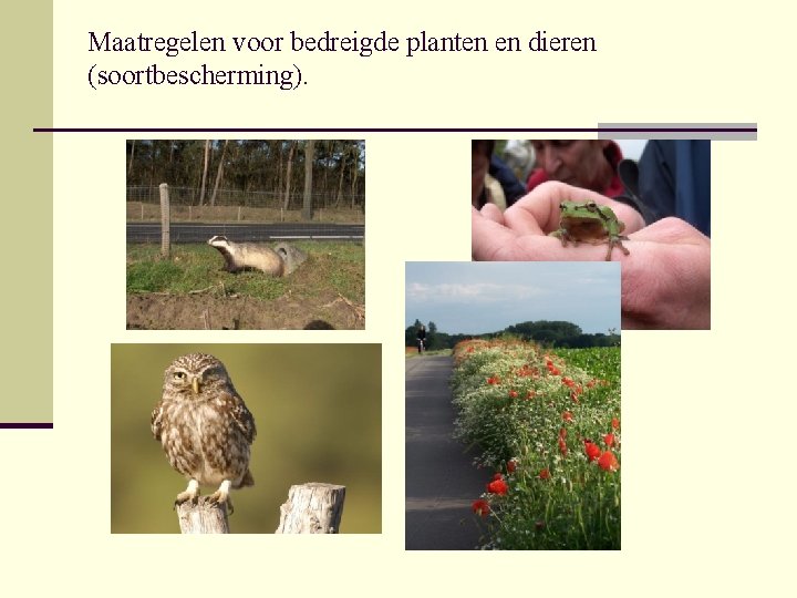 Maatregelen voor bedreigde planten en dieren (soortbescherming). 