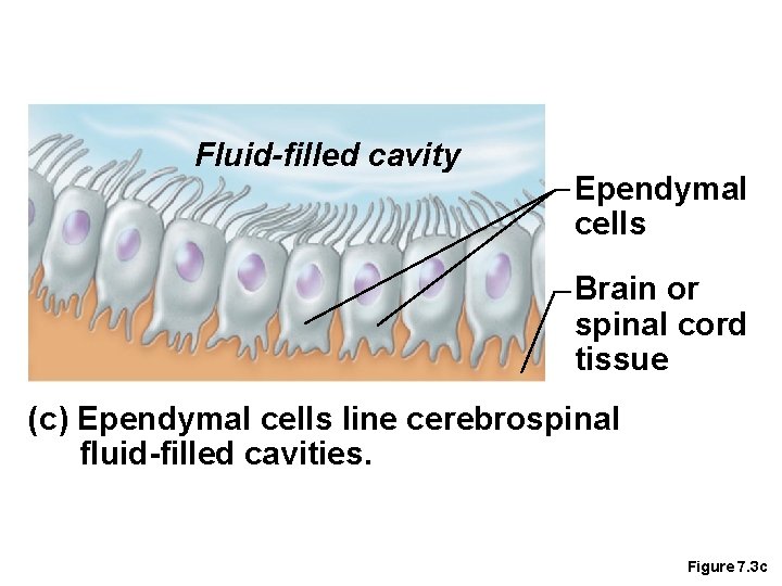 Fluid-filled cavity Ependymal cells Brain or spinal cord tissue (c) Ependymal cells line cerebrospinal