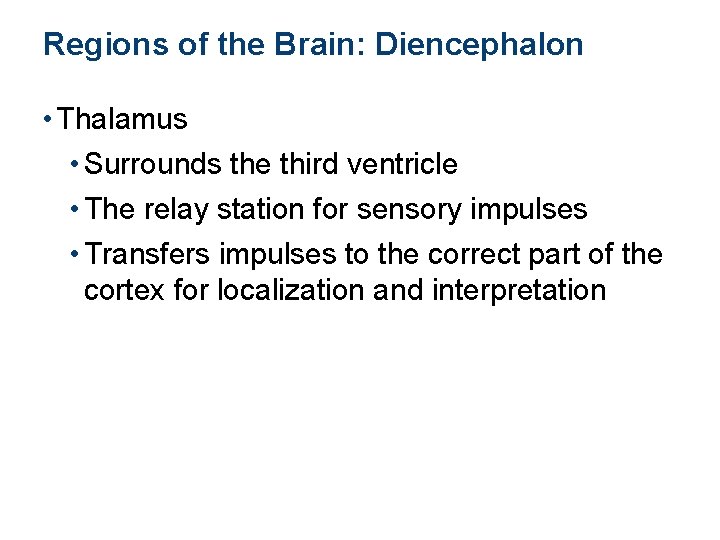 Regions of the Brain: Diencephalon • Thalamus • Surrounds the third ventricle • The