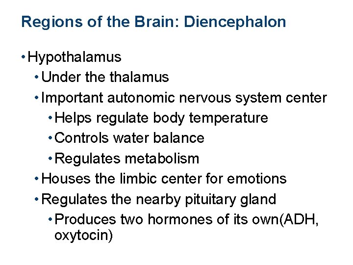 Regions of the Brain: Diencephalon • Hypothalamus • Under the thalamus • Important autonomic
