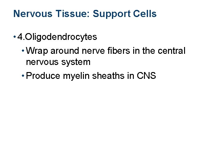 Nervous Tissue: Support Cells • 4. Oligodendrocytes • Wrap around nerve fibers in the