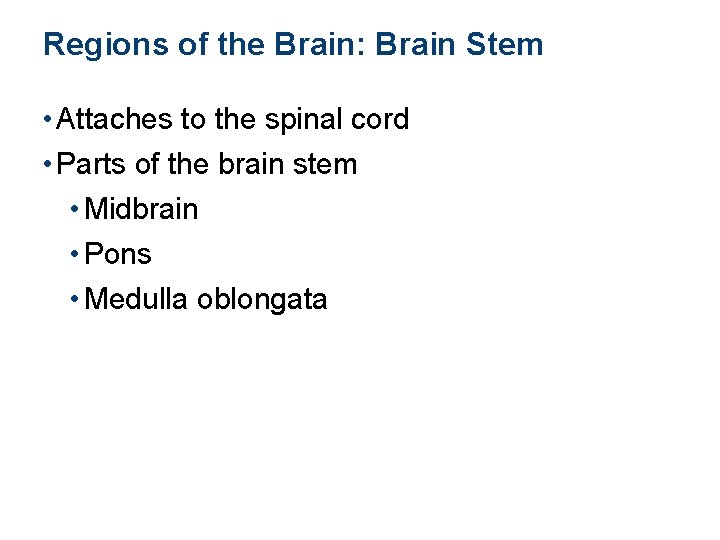Regions of the Brain: Brain Stem • Attaches to the spinal cord • Parts