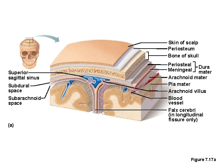 Skin of scalp Periosteum Bone of skull Superior sagittal sinus Subdural space Subarachnoid space