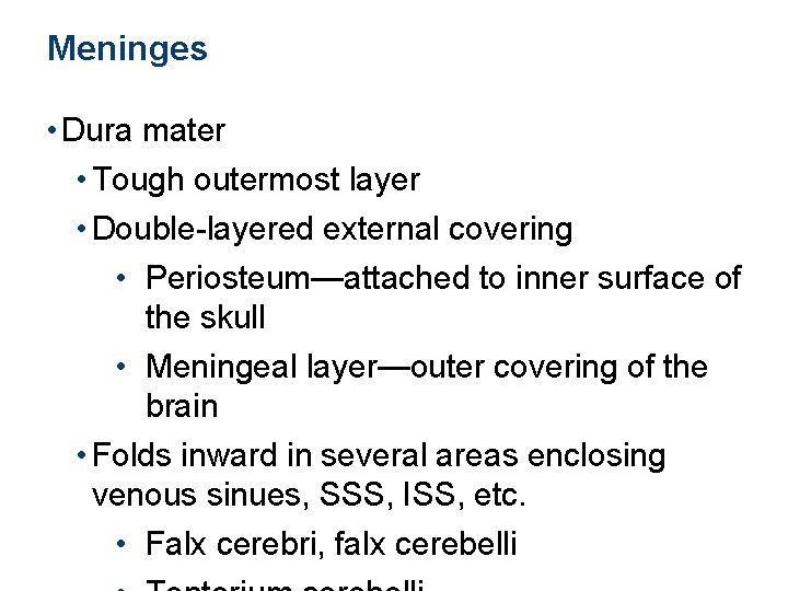 Meninges • Dura mater • Tough outermost layer • Double-layered external covering • Periosteum—attached