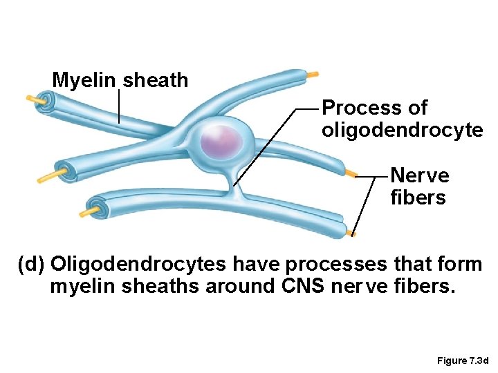 Myelin sheath Process of oligodendrocyte Ner ve fibers (d) Oligodendrocytes have processes that form