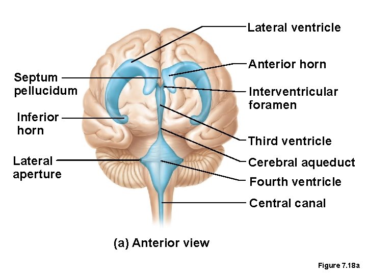 Lateral ventricle Anterior horn Septum pellucidum Interventricular foramen Inferior horn Third ventricle Lateral aperture
