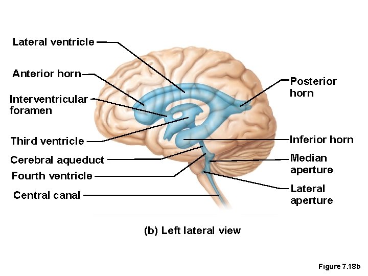 Lateral ventricle Anterior horn Posterior horn Interventricular foramen Third ventricle Inferior horn Cerebral aqueduct