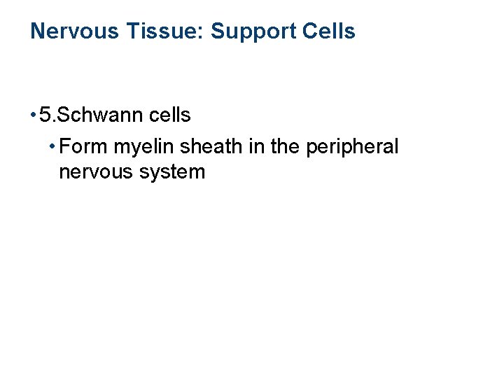 Nervous Tissue: Support Cells • 5. Schwann cells • Form myelin sheath in the