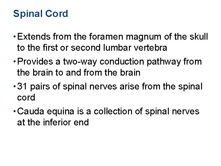 Spinal Cord • Extends from the foramen magnum of the skull to the first