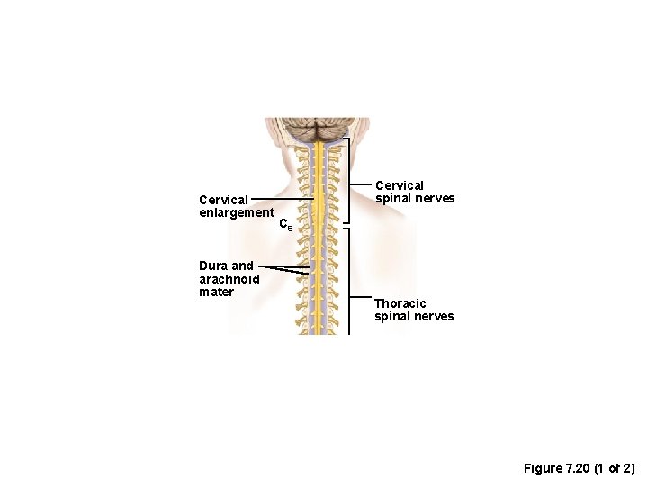 Cervical enlargement Dura and arachnoid mater Cervical spinal nerves C 8 Thoracic spinal nerves