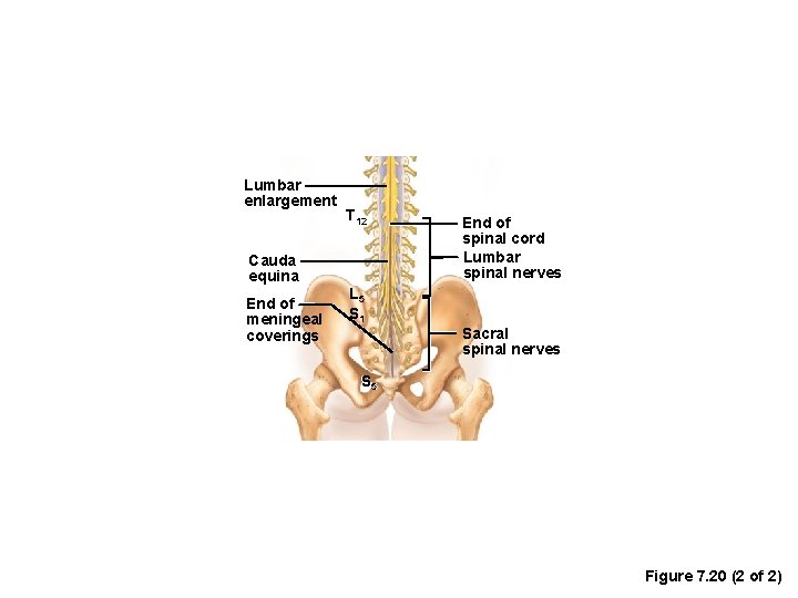 Lumbar enlargement T 12 Cauda equina End of meningeal coverings End of spinal cord