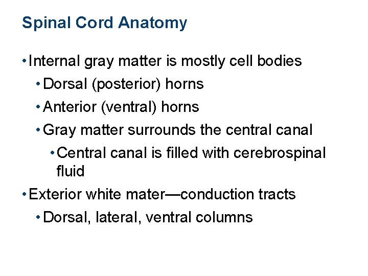 Spinal Cord Anatomy • Internal gray matter is mostly cell bodies • Dorsal (posterior)