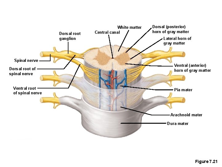 Dorsal root ganglion White matter Central canal Dorsal (posterior) horn of gray matter Lateral