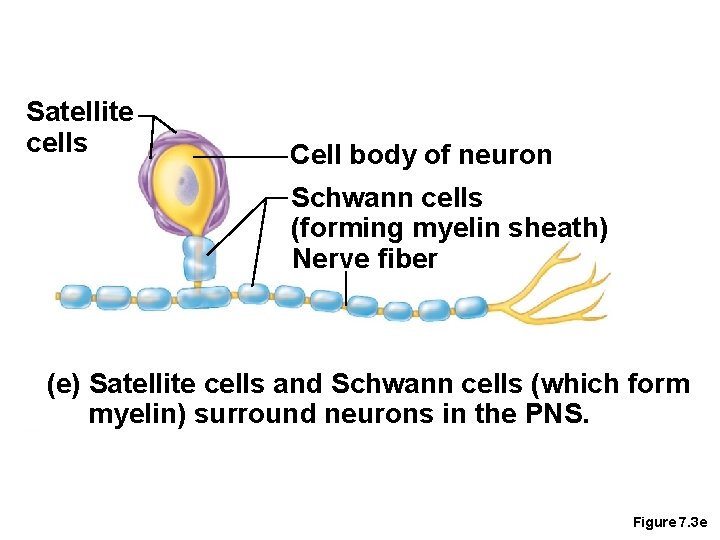 Satellite cells Cell body of neuron Schwann cells (forming myelin sheath) Nerve fiber (e)