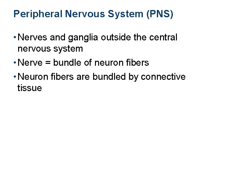 Peripheral Nervous System (PNS) • Nerves and ganglia outside the central nervous system •