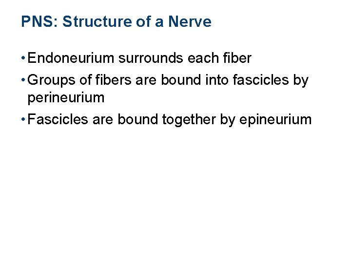 PNS: Structure of a Nerve • Endoneurium surrounds each fiber • Groups of fibers