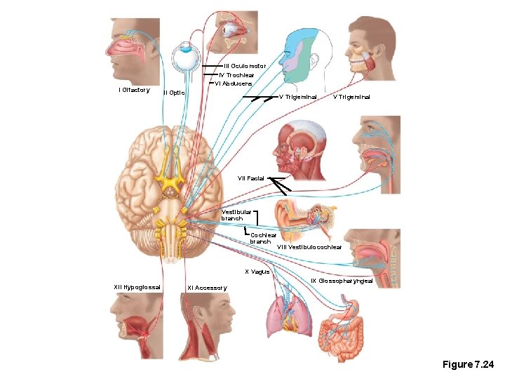 I Olfactory III Oculomotor IV Trochlear VI Abducens II Optic V Trigeminal VII Facial