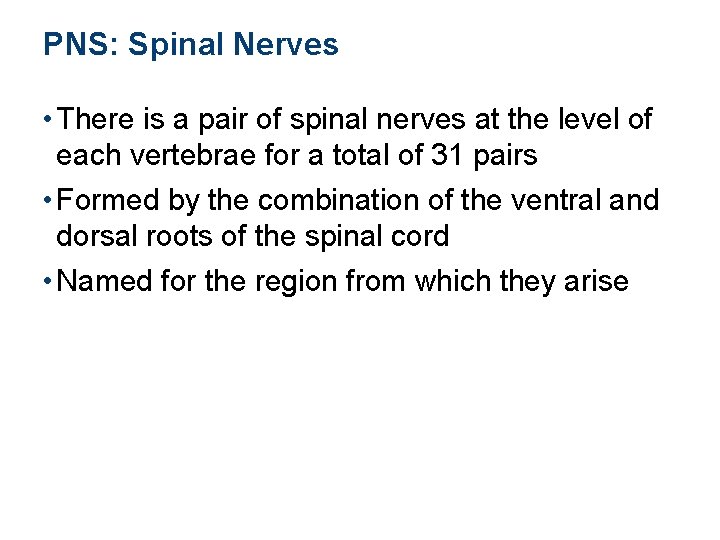 PNS: Spinal Nerves • There is a pair of spinal nerves at the level
