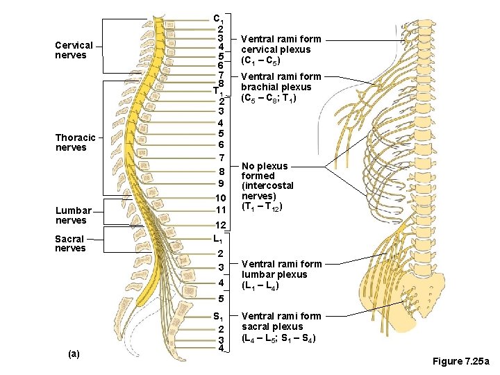 Cervical nerves Thoracic nerves Lumbar nerves Sacral nerves C 1 2 3 4 5