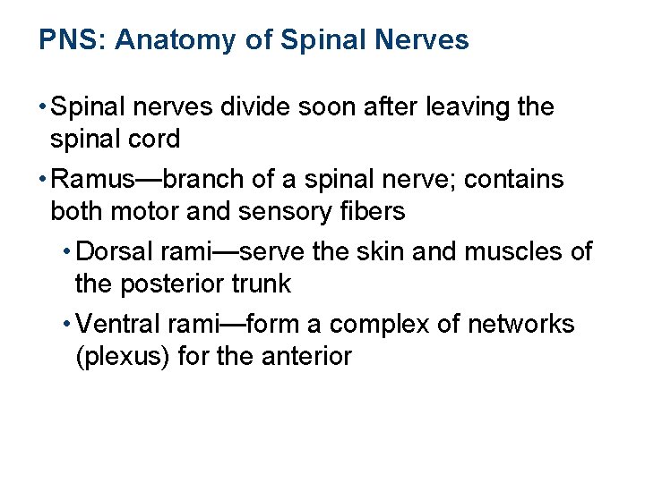 PNS: Anatomy of Spinal Nerves • Spinal nerves divide soon after leaving the spinal