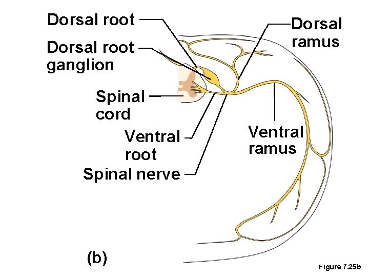 Dorsal root ganglion Spinal cord Ventral root Spinal nerve (b) Dorsal ramus Ventral ramus