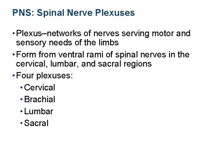 PNS: Spinal Nerve Plexuses • Plexus–networks of nerves serving motor and sensory needs of